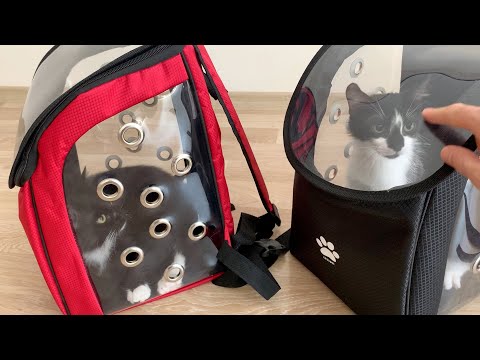 Uni and Nami are going to the vet with new cat carriers