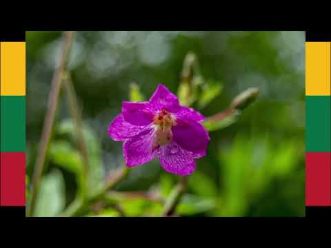 Jei ne auksinės vasaros (Aidas Giniotis ir Indre Dirgėlaite)