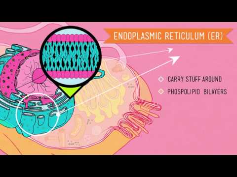 01   Crash Course Biology   04   Eukaryopolis   The city of animal cells