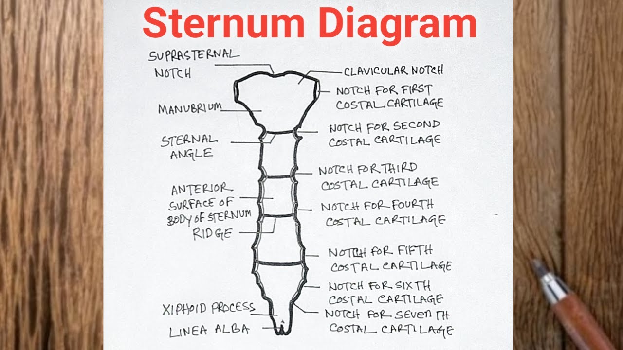 How to Draw Sternum Diagram Easily / Sternum Diagram Easy Step