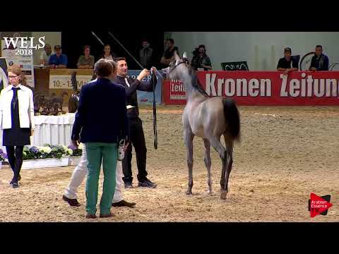 N.1 D NAWASI - Wels 2018 - Yearling Fillies (Class 1A)