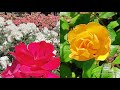 Rose Garden In Italy