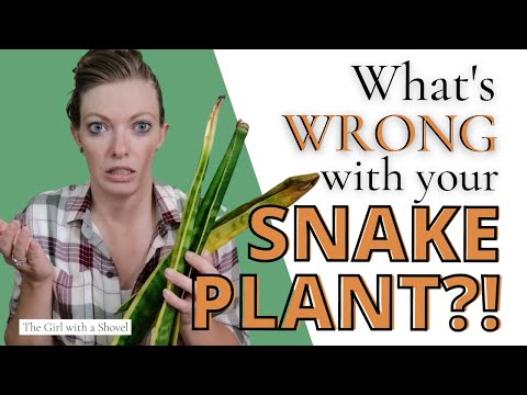 Snake Plant Troubleshooting | Brown Spots, Brown Leaves, Falling Over, & MORE!