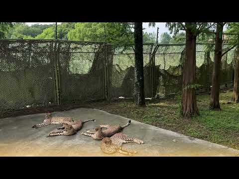 「平安玩樂篇」上海野生動物園 2025.06.25 #上海 #動物園