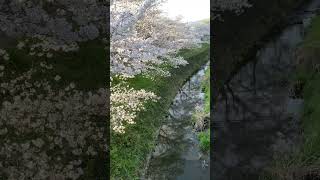 水面の桜🌸 #shorts #自然 #asmr #spring #nature #桜