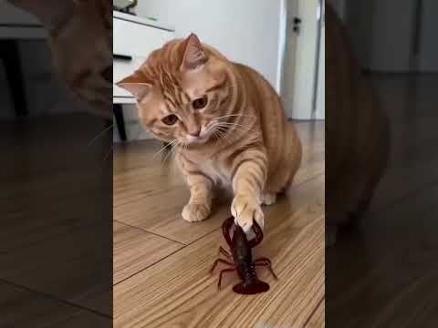 #猫 #傻猫 #大橘的一天