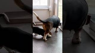 Download lagu Patient dog teaches young puppy how to use the pet door mp3