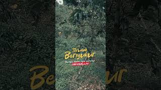 Download lagu Kebun Polikultur (Kopi, Alpukat dan Lemon) #petani #buah #alpukat #kopi #lemoncalifornia mp3 Download lagu Kebun Polikultur (Kopi, Alpukat dan Lemon) #petani #buah #alpukat #kopi #lemoncalifornia mp3