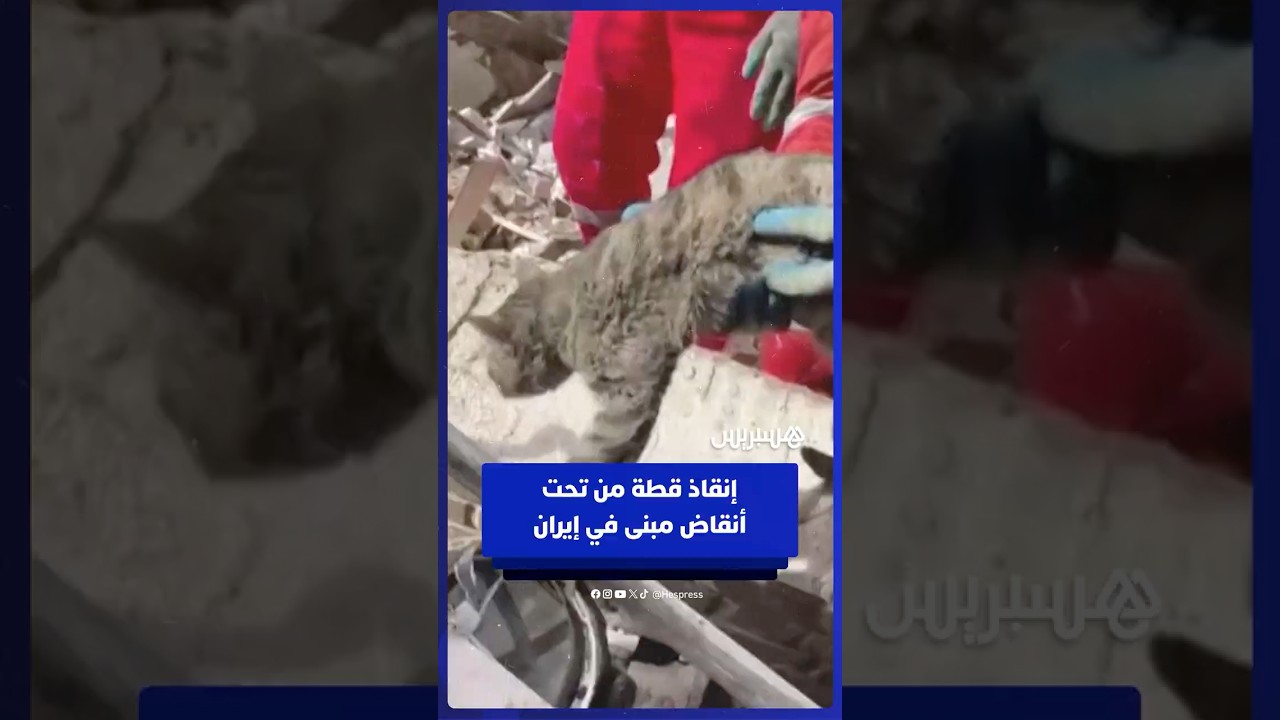 رجال الإنقاذ ينتشلون قطة من تحت الأنقاض بعد غارات جوية في إيران thumbnail