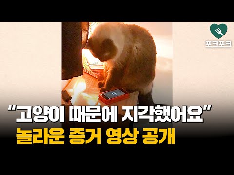 고양이 때문에 지각했어요ㅠ