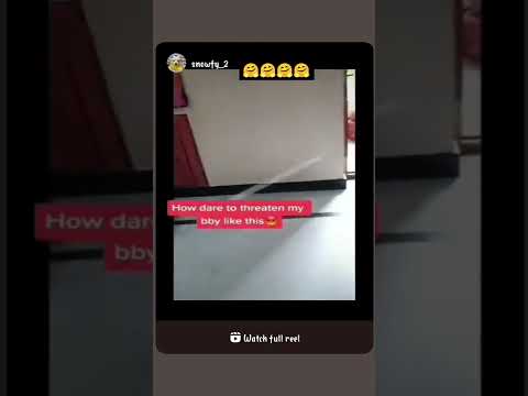 dog is like our own kid never think of hurt them 😌😌😌#dog