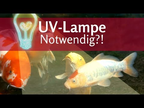 UV-Lampe: Brauche ich eine für den Teich? Wie stark sollte sie sein?