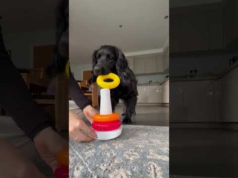 Séance de jouets géniaux pour chiens