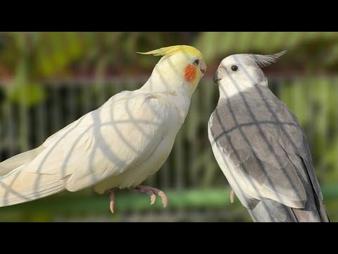 Pied Cockatiel Singing Sounds (Tono), CockatielCalls - Natural Song