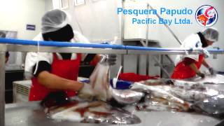 preview picture of video 'Pesquera Papudo - Pacific Bay Ltda - Chile'