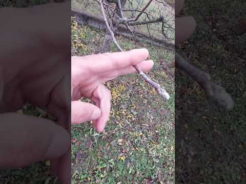 rezidba jabuke . objasnjenje o prikracivanju grana  .vocarstvo by Senad Hasandic