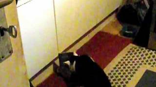 Silencers Sacred Child