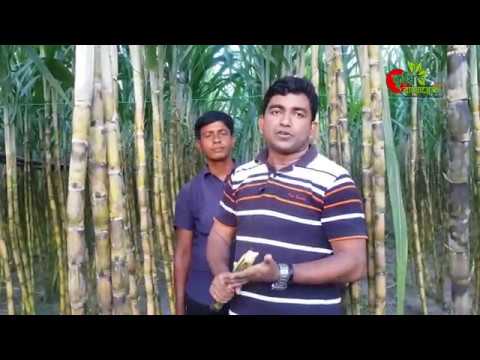 গ্যান্ডারী(Sugarcane)- এক বিঘায়(৩৩ শতক) প্রায় দুই লাখ টাকা আয়- ঝুকিহীন উচ্চ মুল্য ফসল