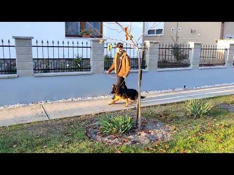 German Shepherd Dog puppy for sale