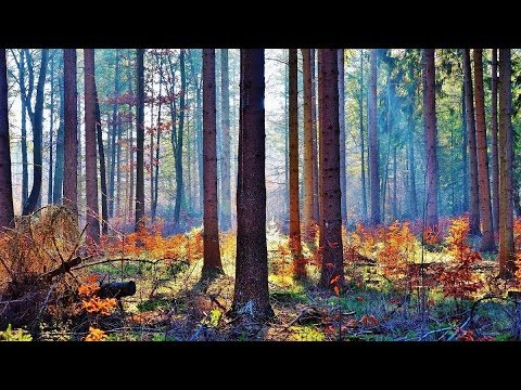 Essbare Wildkräuter im Winter ▶ Sammeln und zubereiten