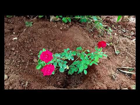 MY GARDEN|| my home|| @Sailaja's channel ||