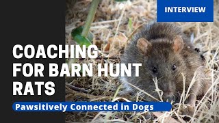 Coaching for Barn Hunt Rats