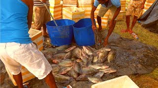 Packing of Tilapia fish| Ready to be dispatched to the market