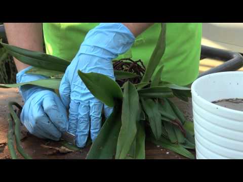 How to repot an orchid: Paphiopedilum