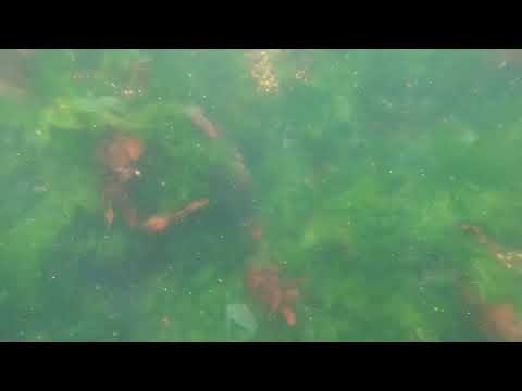 SARGOS Y ALGAS, PUNTA COLORADA, MALDONADO, URUGUAY