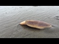 Best Razor Clam Video Ever