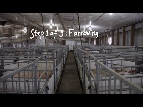 Applegate antibiotic-free hogs (step 1 of 3 :...