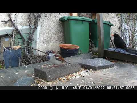 Wildkamera Crenova 04.01.2022 mein kleines Garten Gewusel