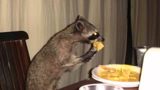 Raccoon Eating Nachos - Parry Gripp