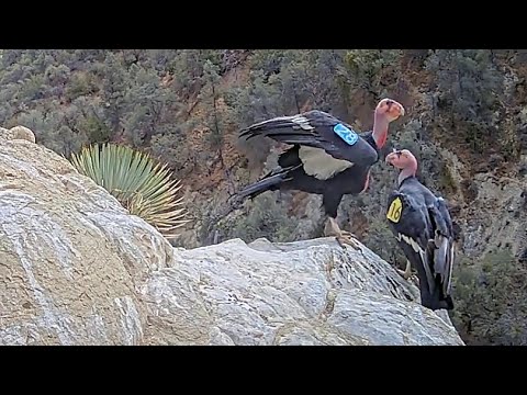 Male Condor Knocks Mate Off Cliff While Displaying | October 11, 2025