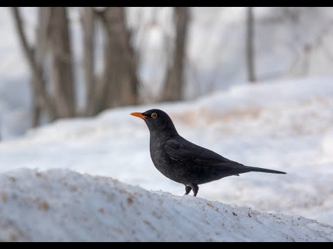 Mustarastaiden kevättä