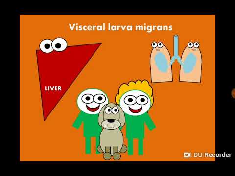 Visceral Larva Migrans (Toxocara canis & Toxocara cati) اليرقات الحشوية المهاجرة