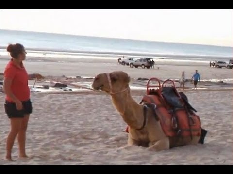 Stubborn Diva Camel refuses to stand up! | Funny Animal Video