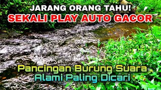 Download lagu Rahasia Alam yang Jarang Diketahui, Suara Air Mengalir, Hutan Liar Bikin Burung Cepat Bunyi mp3