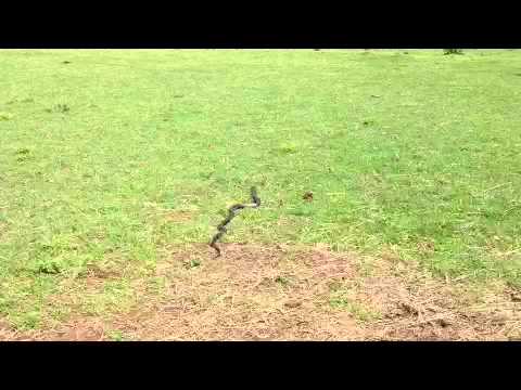 YouTube video about: Are horses afraid of snakes?