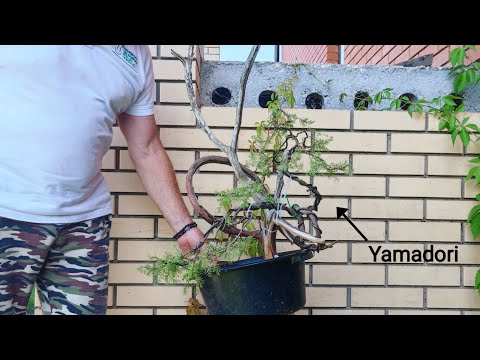 First styling Yamadori juniperus communis bonsai by Paolo Preterossi