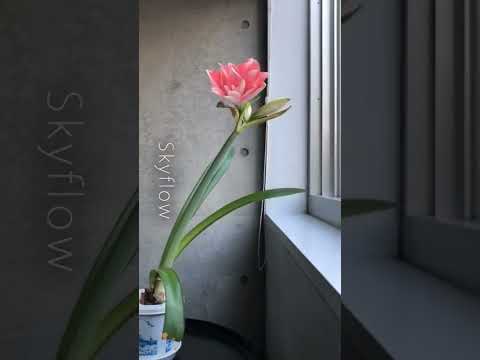 園芸 アマリリス ボゴタ