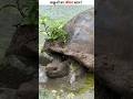 What Is Life Span Of Turtles Turtle Life