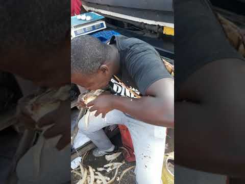 Greater master of opening coconut with tooths(1)