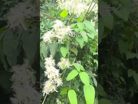 多年草クレマチス 植物