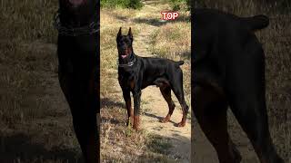 Top Quality Doberman Dog Breed Gurad 🔥 #shorts #doberman #new #dogs #dog