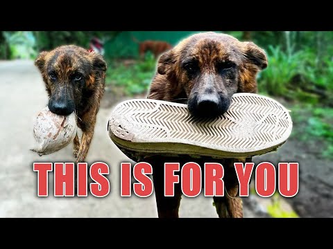 Snickers The Gift Giving Street Dog Heads To America