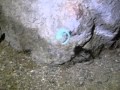 Black Widow vs. Bark Scorpion, central Arizona ...