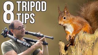 8 Tripod Tips - For Beginners in Wildlife Photography