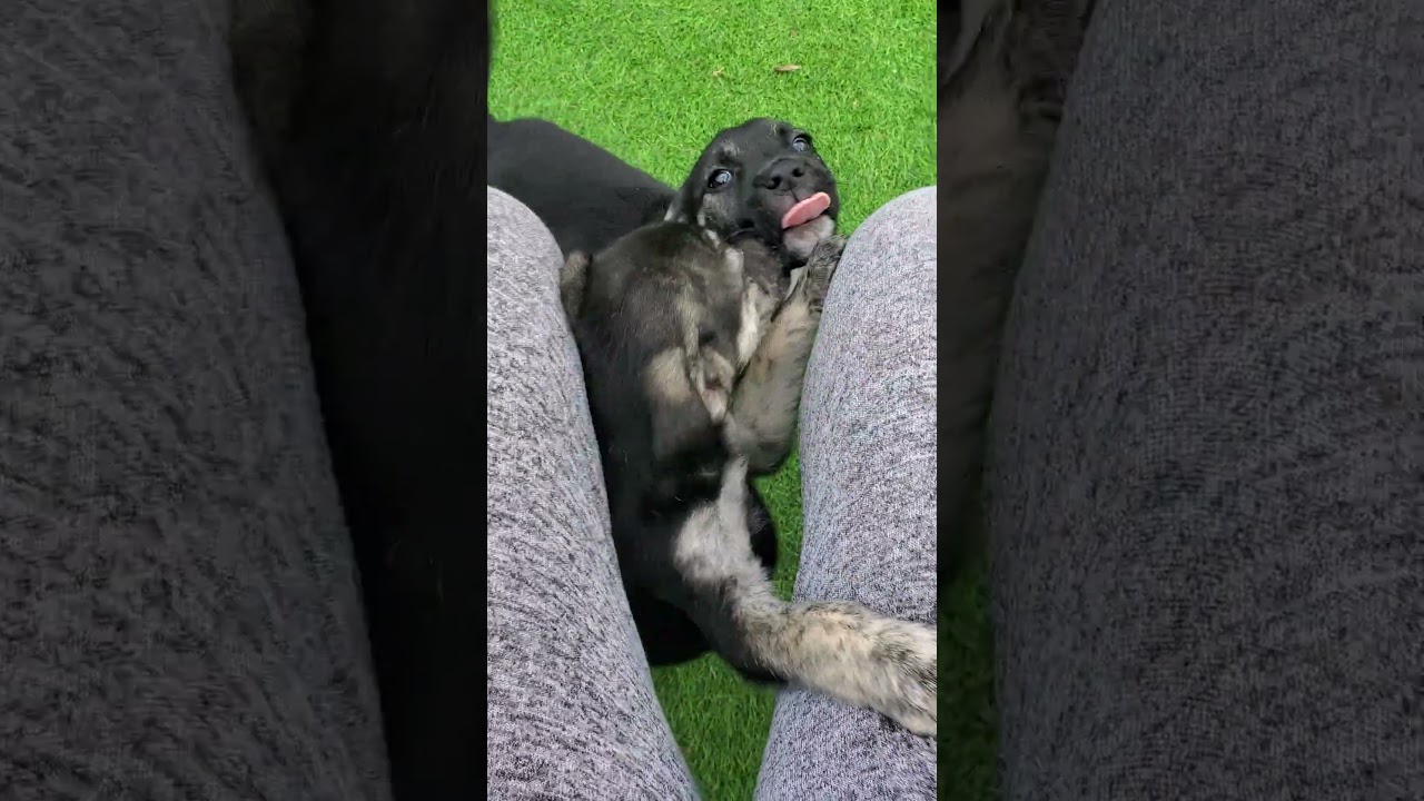 Enlarge Rocky , an adopted mixed breed in Blairstown, NJ video 6/6