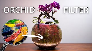 No Filter Shrimp Bowl Ecosystem Powered by Orchid Roots
